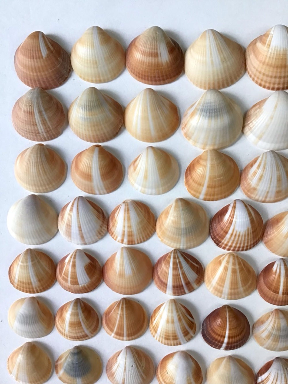 Seashells 100 Spectral Bittersweet Clam Shells 7/8” to 1-3/8” Beach Crafts Decor - Picture 3 of 7